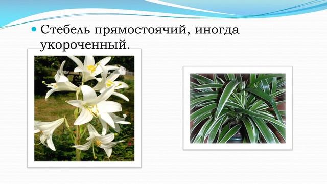 Лилейные. Общие признаки лилейных биология 7 класс смотреть онлайн