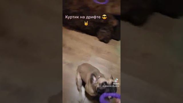КУРТ ДРИФТУЕТ С ПУЛЛЕРОМ | ФРАНЦУЗСКИЙ БУЛЬДОГ смотреть онлайн