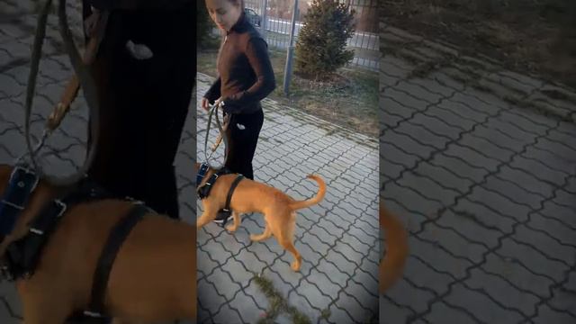 Питбуль Цезарь прогулка смотреть онлайн