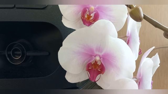 Растения моей мечты🤭🤫❤❤❤ смотреть онлайн