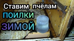 Ставлю поилки пчелам во время зимовки.