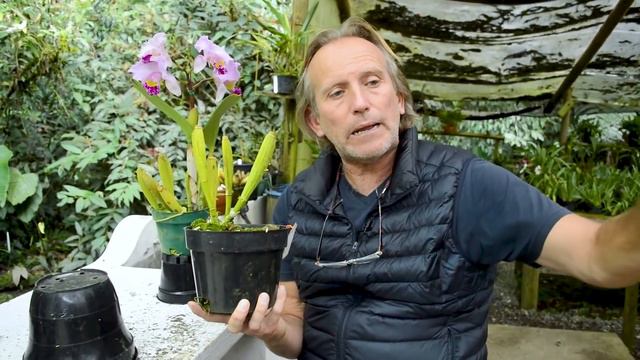 CÓMO DIVIDIR UNA CATTLEYA  | División Y Reproducción De Orquídeas Paso A Paso