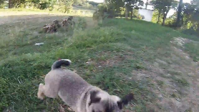 Funny pug смотреть онлайн
