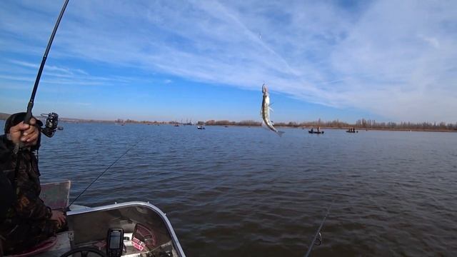 РЫБАЛКА НА ДОНУ! Поймали три вида рыбы! ДОН 2021! Осенняя рыбалка в Калаче! смотреть онлайн