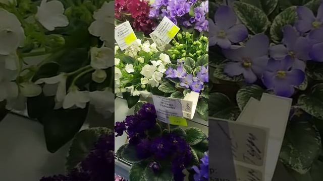 Дом фиалки. Выставка май 2019. Обзор мини. Запись прямого эфира из инста от 24.05.19 смотреть онлайн