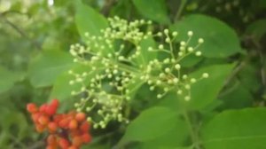 Сравнение черной бузины и красной бузины. Как различить их цвет Sambucus nigra vs Sambucus racemosa
