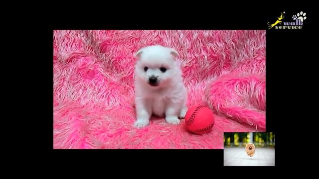 Немецкий шпиц (german Spitz)