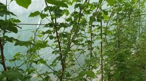 Ежемалина Тайберри - Самый урожайный сорт