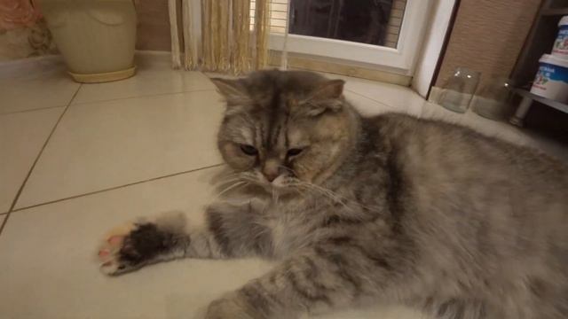 Сегодня ночью нам не давали спать наши питомцы/ Котик Кевин вспоминает кем он был смотреть онлайн