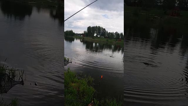 "ВЫВАЖИВАНИЕ КАРПА НА ШТЕКЕР" смотреть онлайн