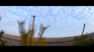 Охота на гуся, весна 2019