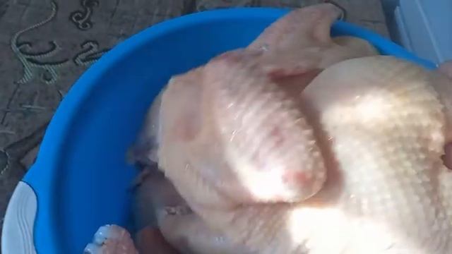 Это случилось! Люся пришла в охоту. Куры красотки.