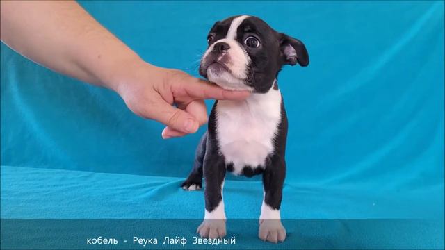 кобель - Звездный смотреть онлайн