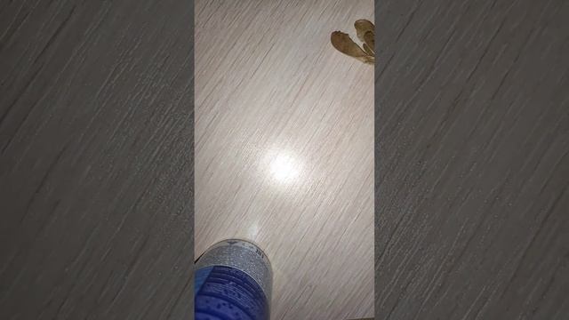 Положили семена клёна прорастать. смотреть онлайн