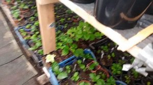 Первая подкормка крупнолистной гортензии.