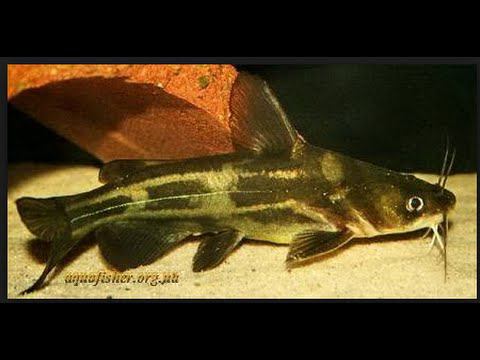 Касатка Скрипун. Необычные рыбы Амура. Swallow Skripun . Unusual Amur fish.