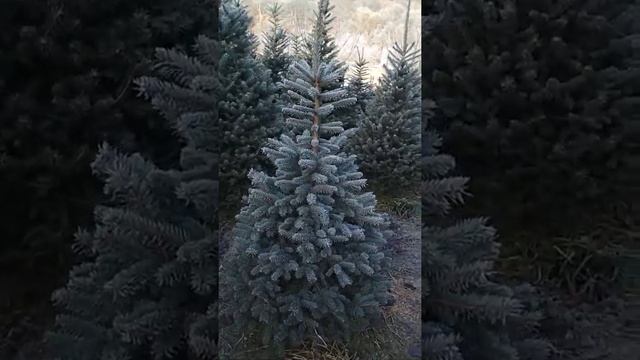 Голубые ели смотреть онлайн