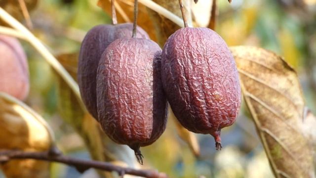 Ken’s Red – Scharfzähniger Strahlengriffel – Actinidia arguta смотреть онлайн