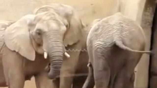 Слон-гурман ворует ядра у другого слона смотреть онлайн