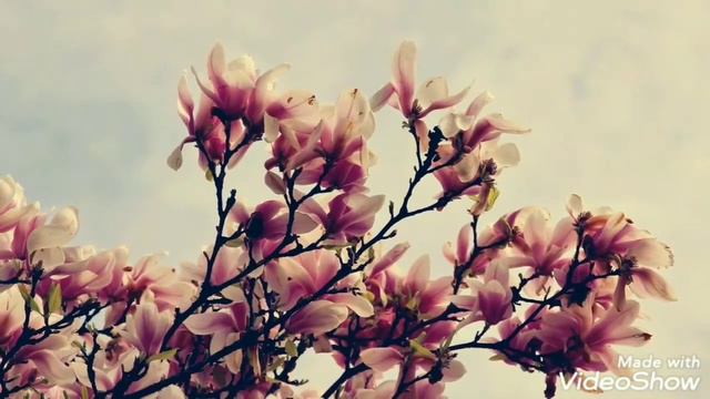 Magnolia Tree Bloom (Music: Italian Afternoon & Lazy Day) смотреть онлайн