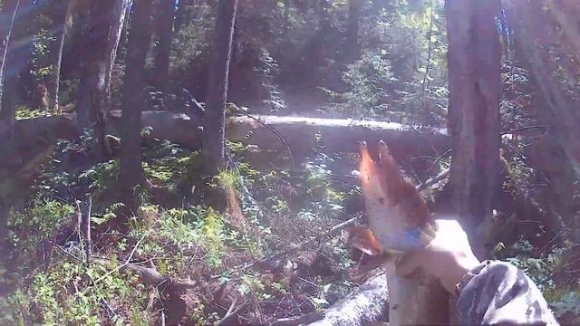 Рыбалка на таёжной реке. Щука на жерлицы. День второй... смотреть онлайн