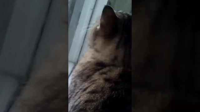 Смешная котейка. Часть 3. Первые зимние птицы смотреть онлайн