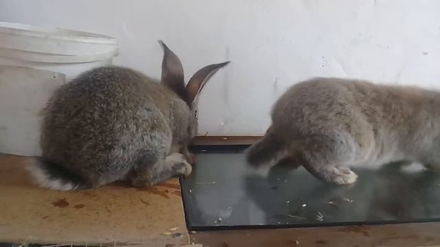 Фландр +Серый великан обзор крольчат отсажены от самки№ 2 смотреть онлайн