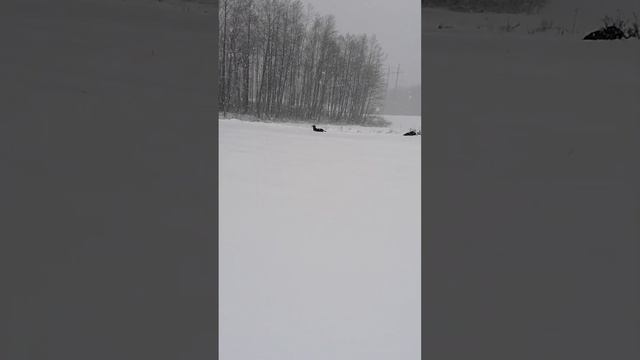 УНАС ЗИМА ТАКСА ПРИЕХАЛИ ГУЛЯЕТ ПОСТАВЬТЕ ЛАИК смотреть онлайн