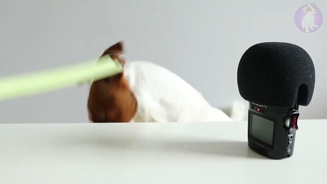 Собака кушает Овощи (Брокколи, Сельдерей, Лемон ? ) ? ASMR Локи Бобо смотреть онлайн