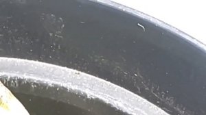 Почвенные клещи в горшках с орхидеями