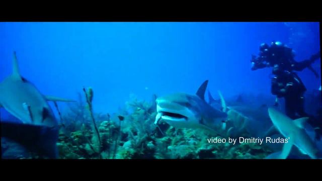 Cuba's sharks смотреть онлайн
