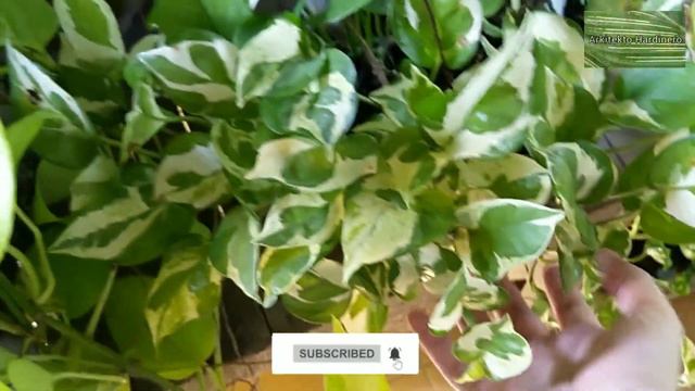 MY POTHOS COLLECTION | Epipremnum aureum | Money Plant Care | Pothos Varieties | Water Plant Care смотреть онлайн