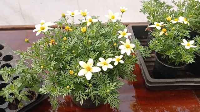 Правила вирощування біденса. смотреть онлайн