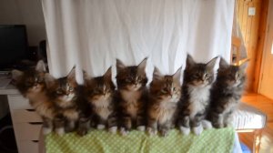 Kittens born April 10, 2014 - GC Triskel Naomi Sun x GC Celtic Cats Helios of Triskel