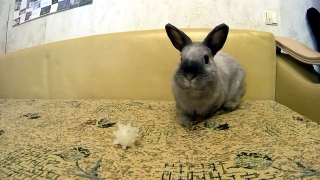 ??? Короткошерстный карликовый кролик ( цветной карлик ) Гуляет и играет в мяч. смотреть онлайн