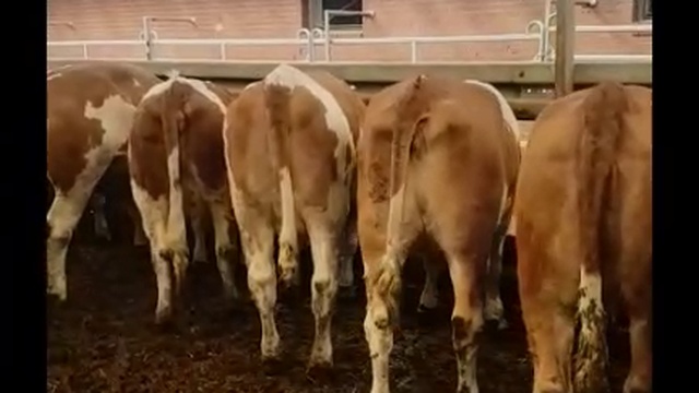 Симменталы телки из за границы? Продуктивность 6500 по первой лактаций. +79656176005 WhatsApp пишит смотреть онлайн