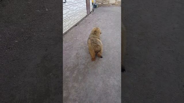 Девочка тибетского мастифа смотреть онлайн