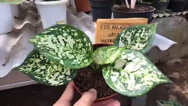 ?[LIVE] GIWE AWAY 3 PLANTS AGLAONEMA EPS.156 смотреть онлайн