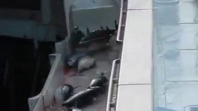 Китайская рыбалка смотреть онлайн