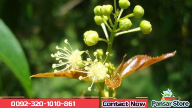 Croton tiglium Use Mercury Matel|جمال گوٹا کا استعمال پارہ جمانے کے لیے|पारा धातु ठोस смотреть онлайн