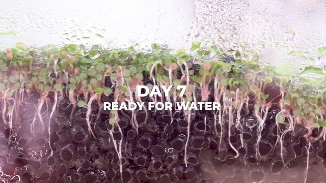 I Planted 100,000 Seeds In A Fish Tank смотреть онлайн