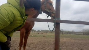 Нападение клещей. Стрижка лошадей.