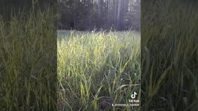 приоритеты. замуж или нет,? смотреть онлайн