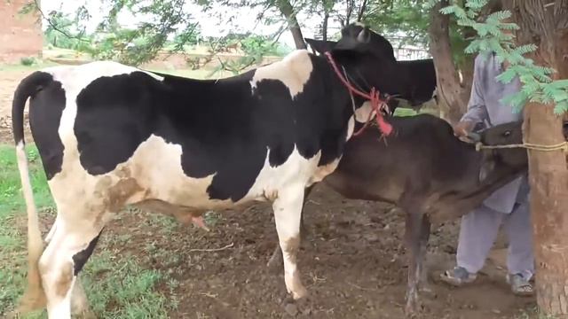 Mating Bull with cow #18 смотреть онлайн