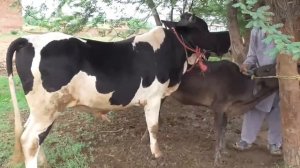 Mating Bull with cow #18
