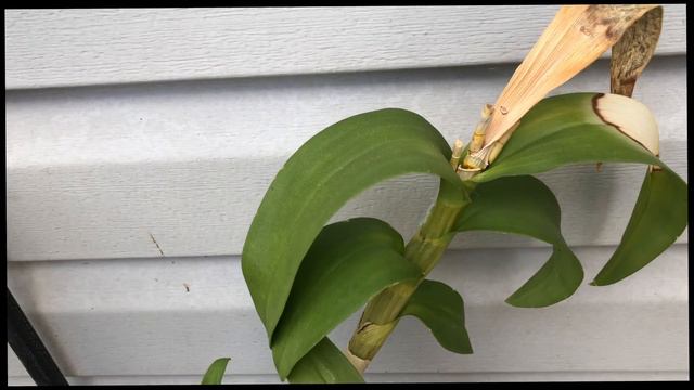 SunBurn, Ants & Keiki Orchid Growth Outdoors смотреть онлайн