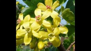 Йошта Моро.История селекции. Обзор сорта.#йошта, #ЙоштаМоро,, #обрезкайошты, #всесамисвоимируками.