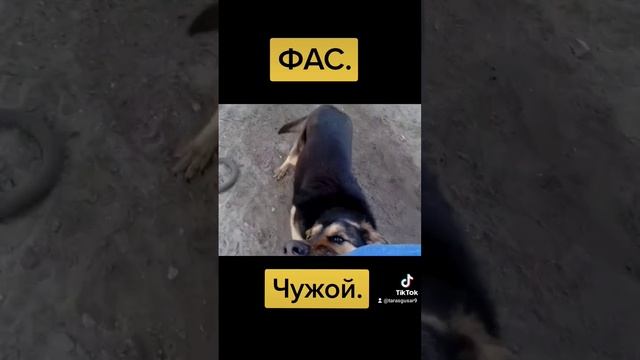 ФАС. Чужой. Взять. Хватка собаки по команде владельца. Отрабатываем команду Фас. #дрессировкасобак смотреть онлайн
