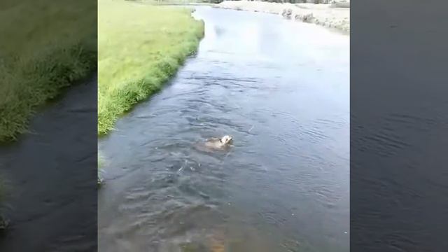 @vega_pit смотреть онлайн