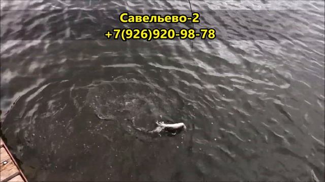Рыбалка в Подмосковье. Ловля форели по открытой воде. смотреть онлайн